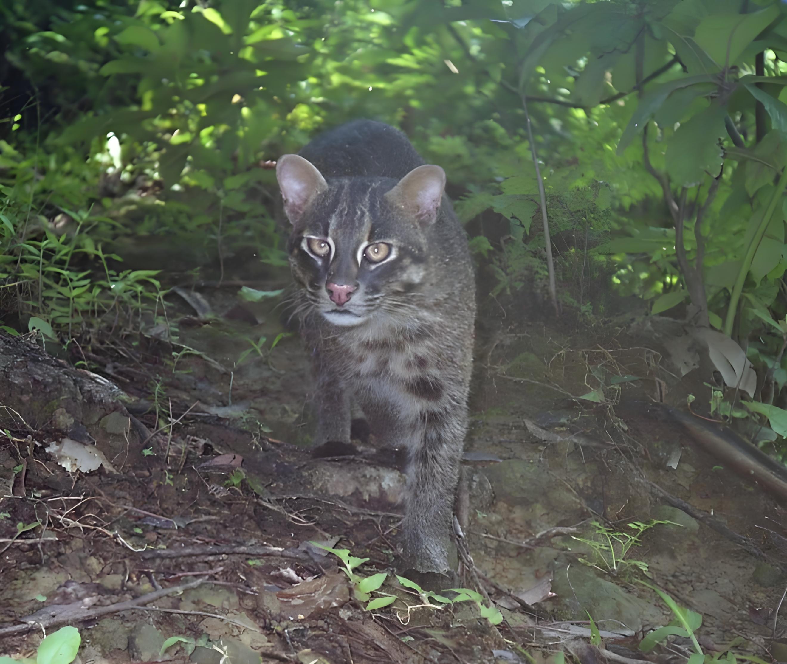 山猫英超,山猫队史25大球星