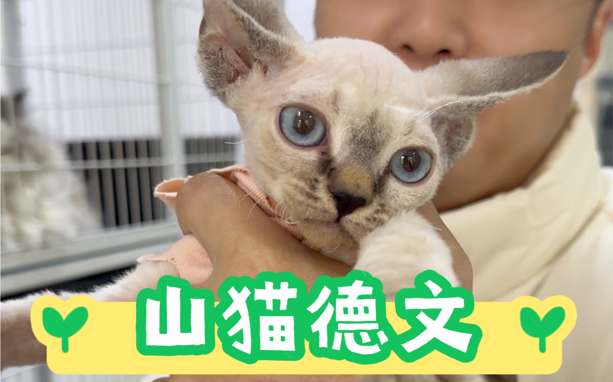 山猫英超,山猫队史25大球星